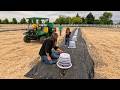 Magpies Are Eating Our Pumpkins 😤 + Planting 4 Evergreens! 🌲🥰 // Garden Answer