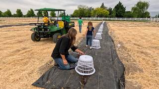 Magpies Are Eating Our Pumpkins 😤 + Planting 4 Evergreens! 🌲🥰 // Garden Answer