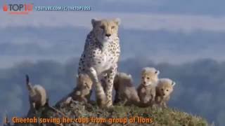 THE TOP 10    TOP 10 ANIMALS SAVE THEIR CALF FROM DEATH    Amazing Animals save calf from death