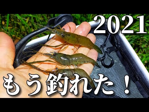 テナガエビ開幕 21年5月に期待 近所の川で狙ってみよう Youtube テナガエビ開幕 21年5月に期待 近所の川で狙ってみよう Youtube