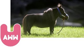 Thumbelina: World's Smallest Horse screenshot 5