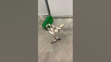 RETICULATED PYTHONS ON THE LOOSE!!! |-WILDFIRE RETICS