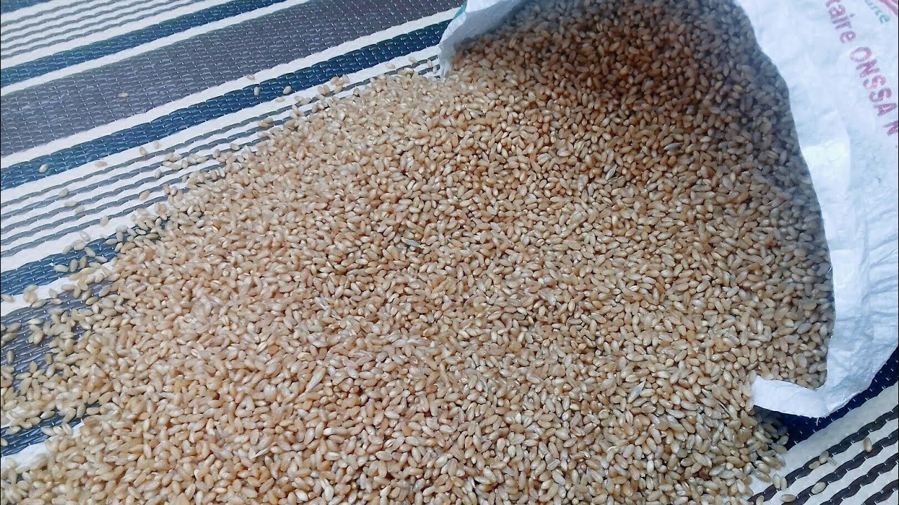 روتين تحفيزي:طريقة غسل القمح وتنقيته للمبتدئات