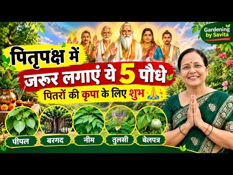 पितृपक्ष में जरूर लगाएं ये 5 पौधे 🌿 | घर में सुख-शांति और हरियाली के लिए शुभ माने जाते हैंeasy grow