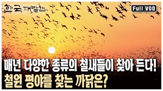 338.85ha 면적의 토교저수지! 쇠기러기를 시작으로 재두루미까지 철새들의 군무를 만날 수 있는 땅! 강원 철원 (KBS 20131027 방송)