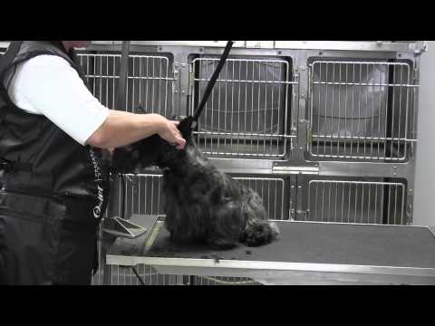 Video: Skul Scottish Terrier Dogs?