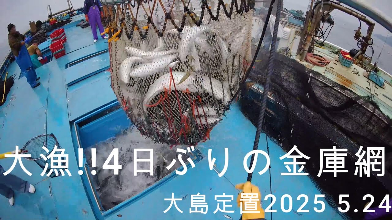 まだまだ続く大漁!! 金庫網のチカラ　若狭湾　大島定置　2025 5.24[俺視点]