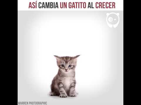 Etapas de crecimiento de un gato hqdefault