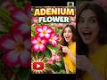 Adenium Plant Full Guide how to grow pros and cons very low maintenance plant 🌿 hard to kill plant