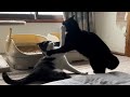 猫が喧嘩してるので温かく見守ってください