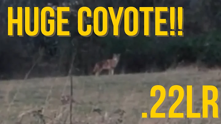 {HUGE} Coyote hunting with a .22 LR