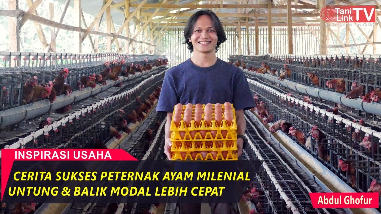 Peternak Ayam Petelur Milenial, Modal Awal 160Jt Balik Modal 1 Tahun