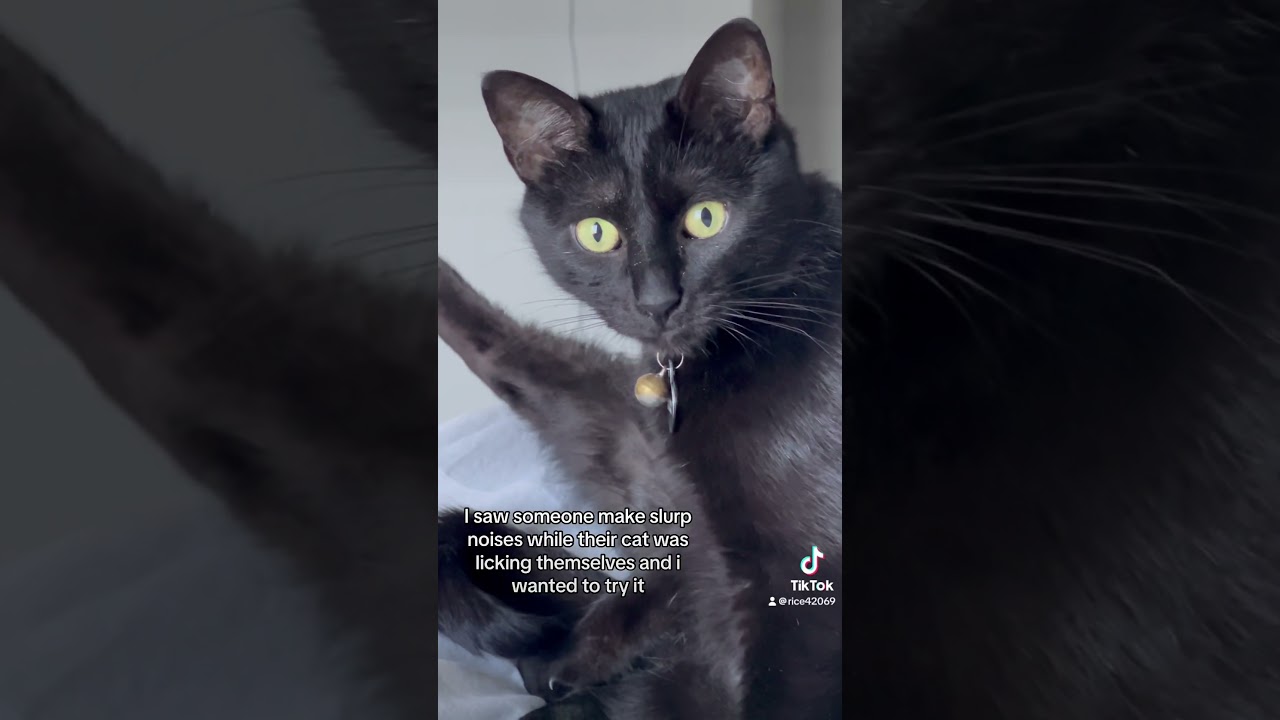 i saw someone make slurp noises while their cat licked themselves 