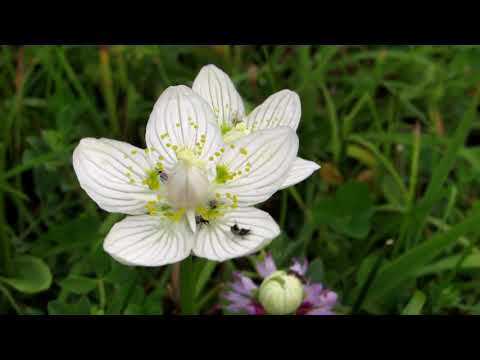 Parnassia in bloei en paddenstoelen.