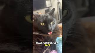 Why Do Cats Stick Their Tongues Out? The Adorable Blep Explained