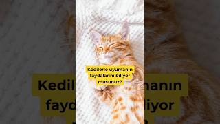 Kedilerle Uyumanın Faydalarını Biliyor Musunuz?