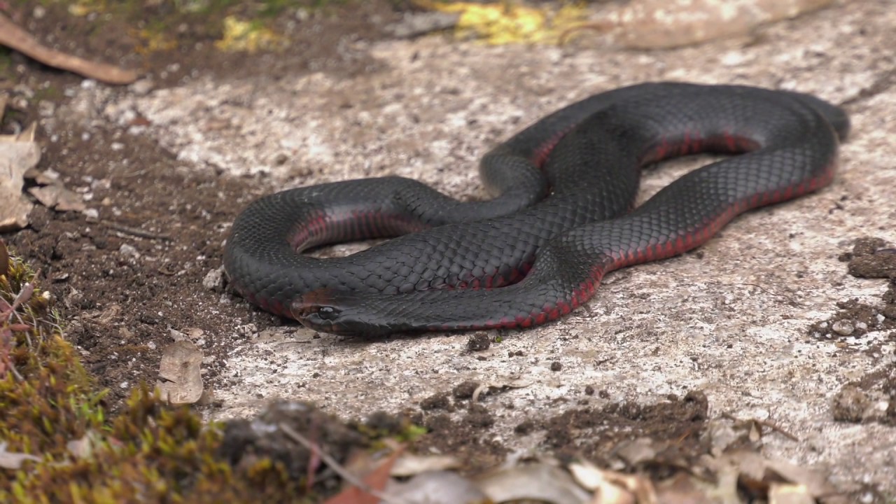 Croajingolong Bush Blitz - all creatures great and small