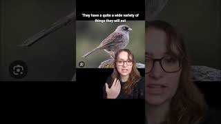 Download Lagu Volcano Junco MP3