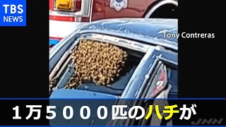 買い物を終え車に戻ると１万５０００匹のハチが･･･