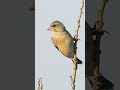 Head - Tilting Greenfinch on a High Perch
