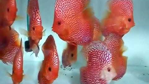 Cá dĩa Bồ câu  đẹp chưa từng thấy ( cá dĩa Trái Tim )