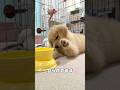 可愛いけど、手に負えないぐらいやんちゃ盛りなゴールデンの子犬#goldenretriever #dog #箱入りクッキーはゴールデンレトリバー