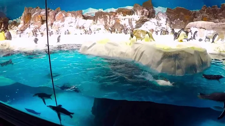 Shark and Pinguin Encounter- San Diego Seaworld
