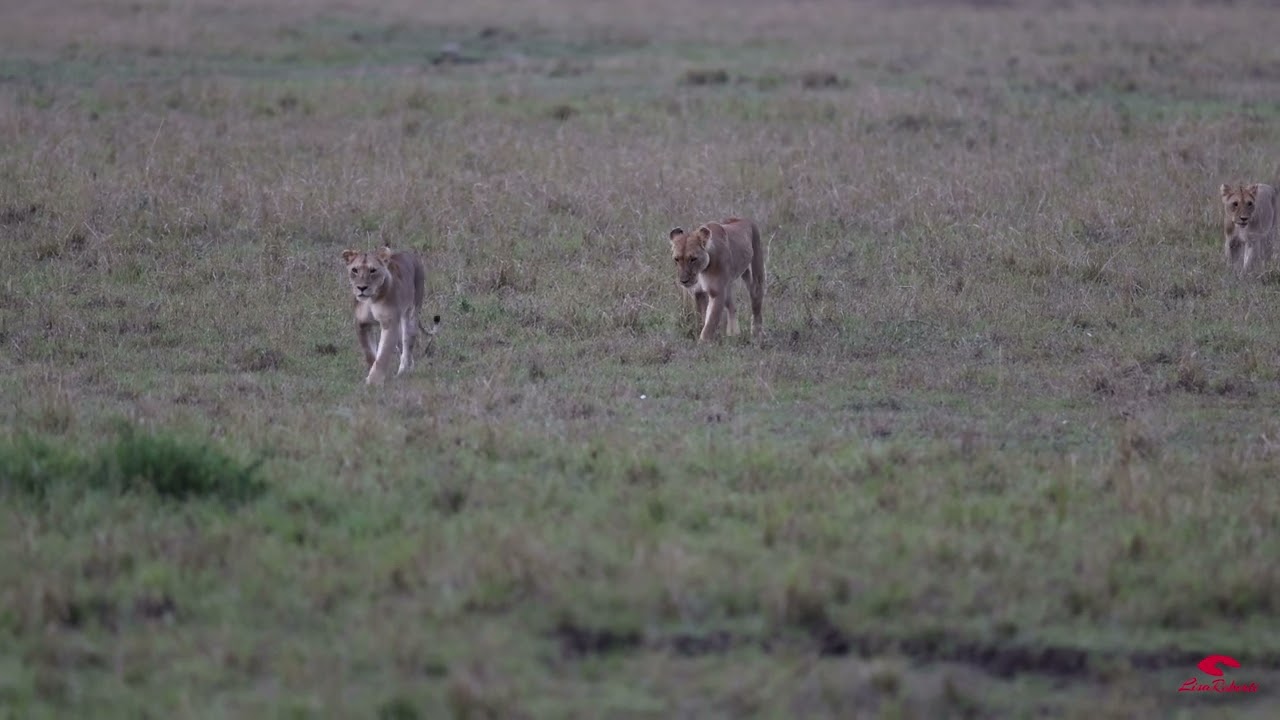 The Topi Pride of lions from the Maasai Mara start on the journey for a hunt