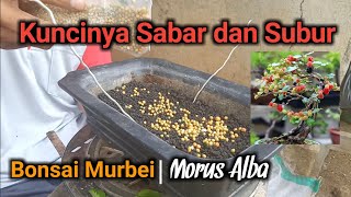Membuat Bonsai Murbei Mini Berbuah | ganti media Morus Alba