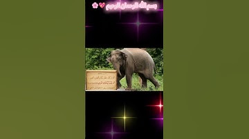 سورة الفيل من القرآن الكريم 💖🌸