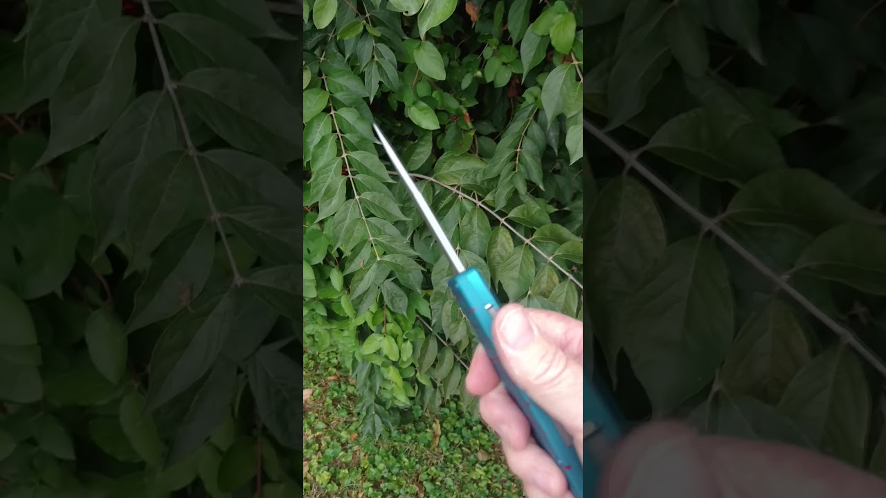 Dalton Safe to Carry OTF in the Patriot colors