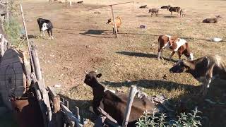 Rancho Castañeda, Real del Sol Tlajomulco de Zúñiga, Jalisco 2 abril 2024