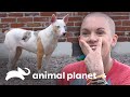 Amanda busca hogar a 2 mascotas con necesidades especiales | Amanda al Rescate | Animal Planet