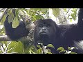 ADULT MALE HOWLER MONKEY PART2 At Blush Of Eden Belize ADULT MALE HOWLER MONKEY PART2 At Blush Of Eden Belize