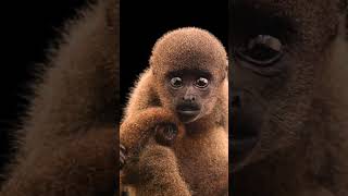 Don’t want to imagine a world without the woolly monkey 🌎🐒 #Conservation #PhotoArk #Shorts