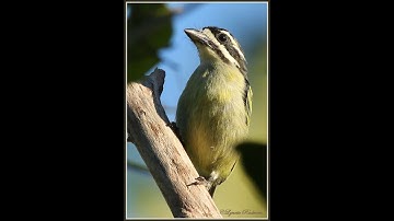 Yellow rumped Tinkerbird duet