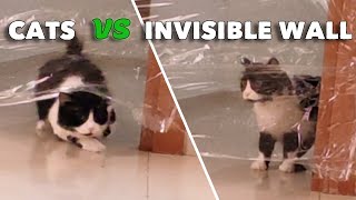 Cats Vs Invisible Wall Funny Moments | My Cat'S Reaction To The Invisible Wall by The Zeus&Sushi Show 1,451 views 3 years ago 2 minutes, 2 seconds