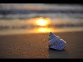 24/7 Beautiful Relaxing Music for Stress Relief, Peaceful Piano Music, Sleep Music