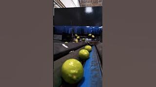 Lemon 🍋 Factory | Harvesting and polishing lemon for sale #lemon #harvesting #shorts