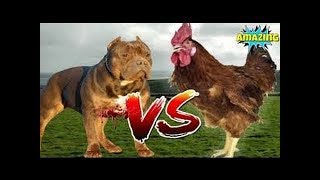 dog vs chicken fight - Funny chicken Fight Videos