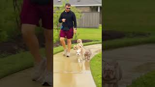 Lola's Group Walk Adventure 🐾✨ #doglovers #dogshorts #dogs #puppies #trending #fyp #shorts