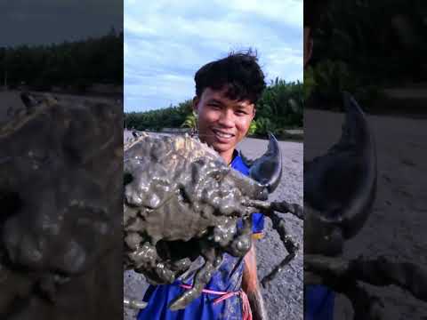 The Extraordinary Skills of a Coastal Crab Hunter