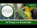 Огурцы На Балконе Технология Выращивания В Бутылке: Часть 1