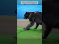 МОЖЕТ ЛИ МЕДВЕЖИЙ КАПКАН СЛОМАТЬ КОСТИ МЕДВЕДЮ?