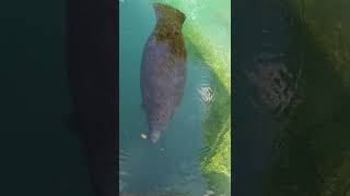 9-5-22 Manatees at Homosassa Springs State Park