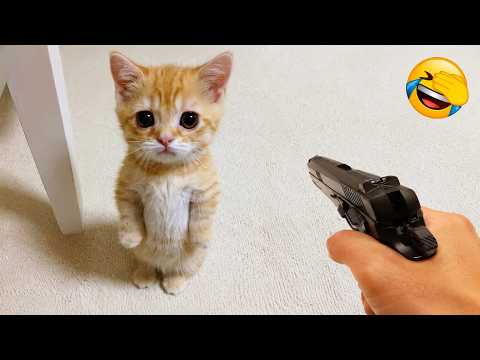 Funniest Animal Videos 2026 😂 You Never Know What Animals Will Do Next