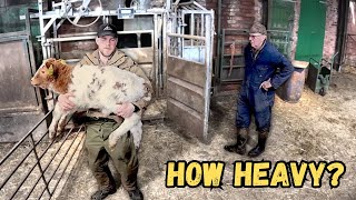 Bad News | Sorting Cows and Calves | Shed Improvements