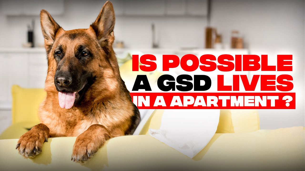 Can A German Shepherd Live In An Apartment?(Detailed Tips). - Youtube