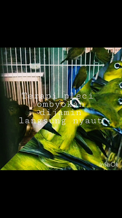 Terapi pleci ombyokan, pancing burung   cepat bunyi