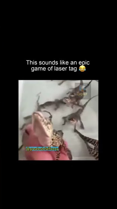 Suara bayi buaya 🐊😂😂